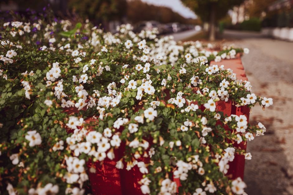 A close-up view of a vibrant floral arrangement featuring numerous small white flowers with bright yellow centers, densely clustered atop green foliage. The flowers are planted in a red wooden planter
